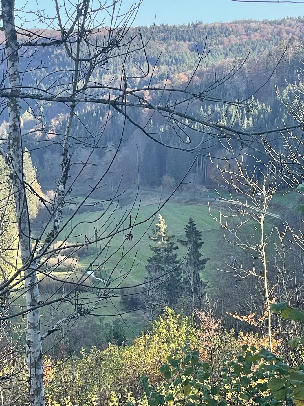 Blick durch Bäume auf ein bewaldetes Tal in der Umgebung des Adler